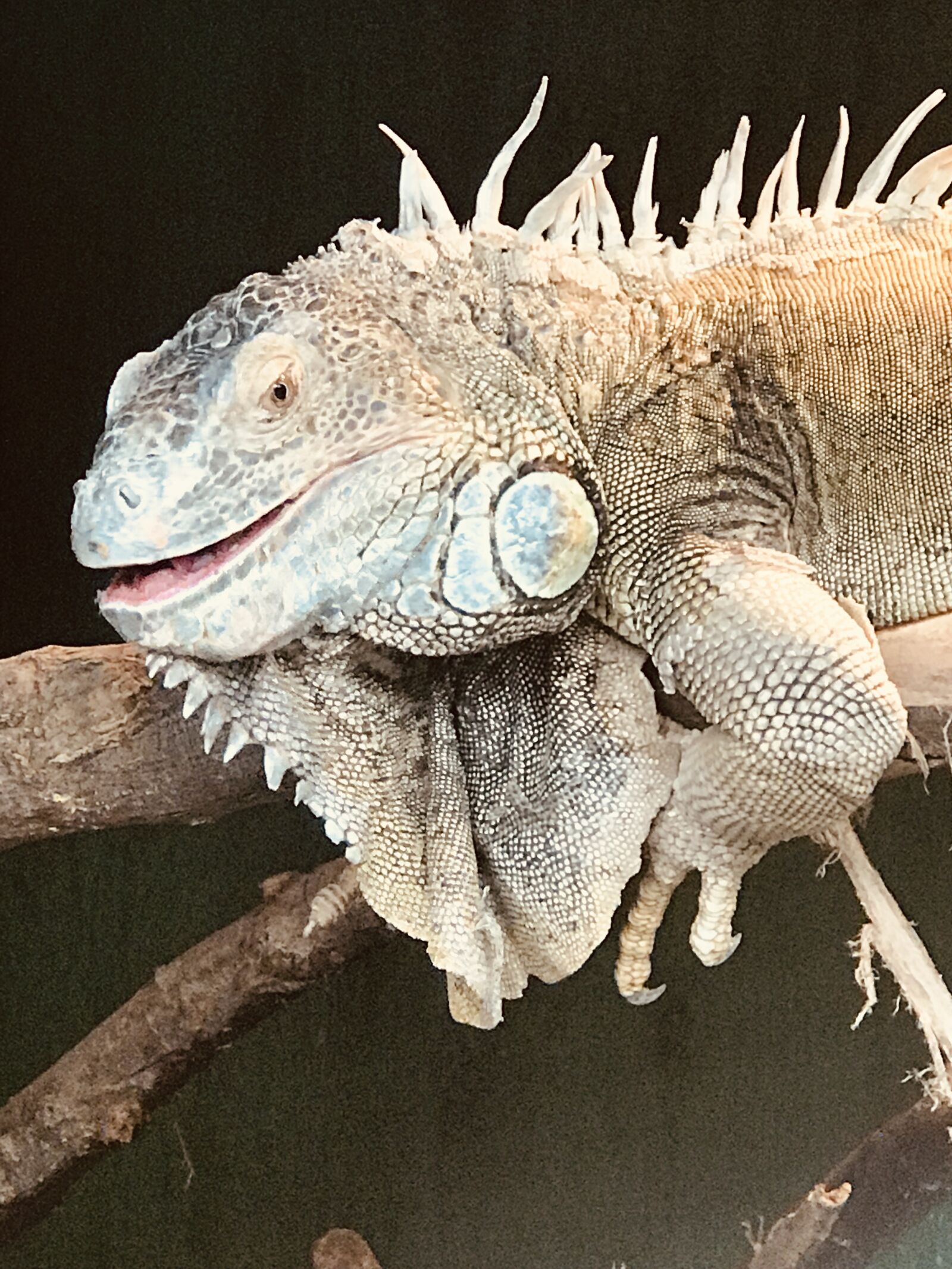 Apple iPhone 7 Plus sample photo. Wild animal, reptile, lizard photography