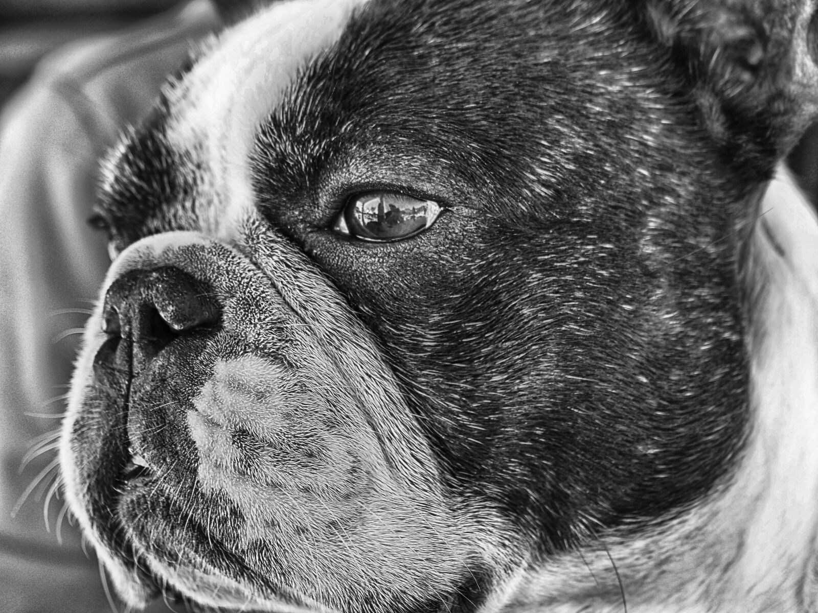 Olympus OM-D E-M10 II sample photo. French bulldog, dog, pet photography