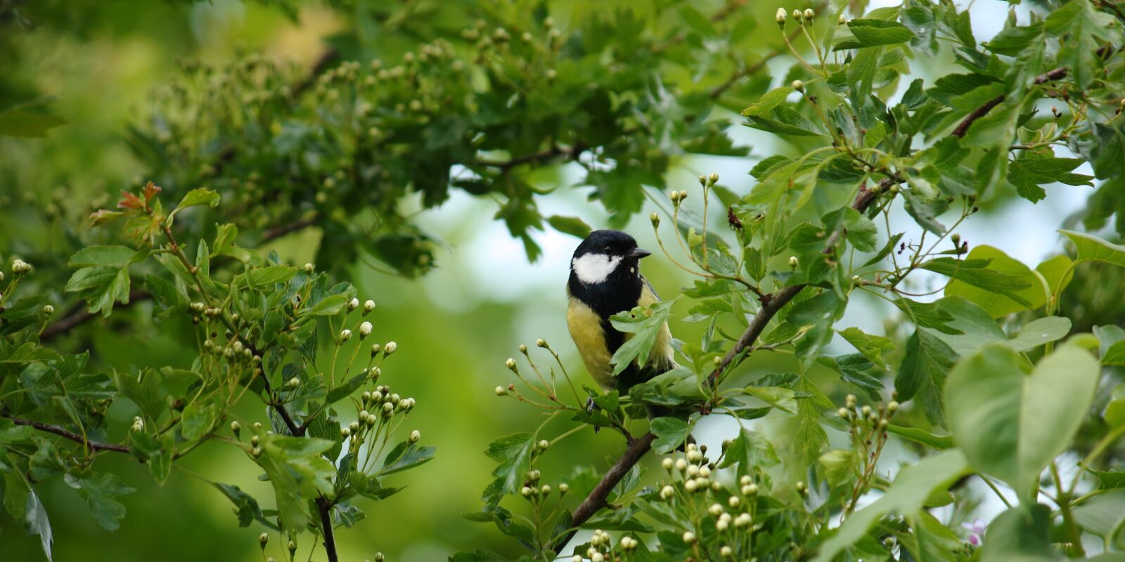Canon EOS 400D (EOS Digital Rebel XTi / EOS Kiss Digital X) sample photo. Titmouse, bird, spring photography