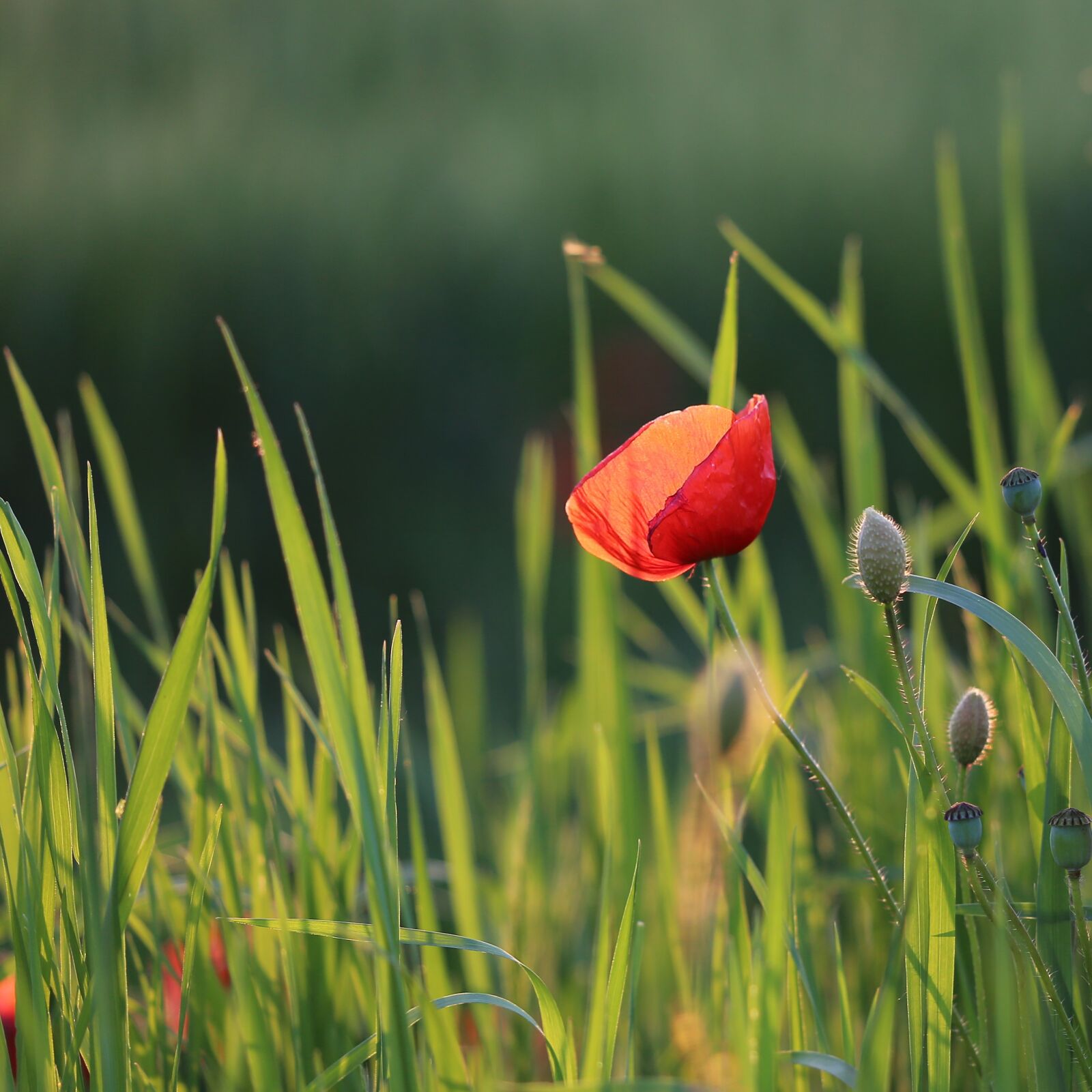 Canon EF 70-300 F4-5.6 IS II USM sample photo. Single red poppy, blooming photography