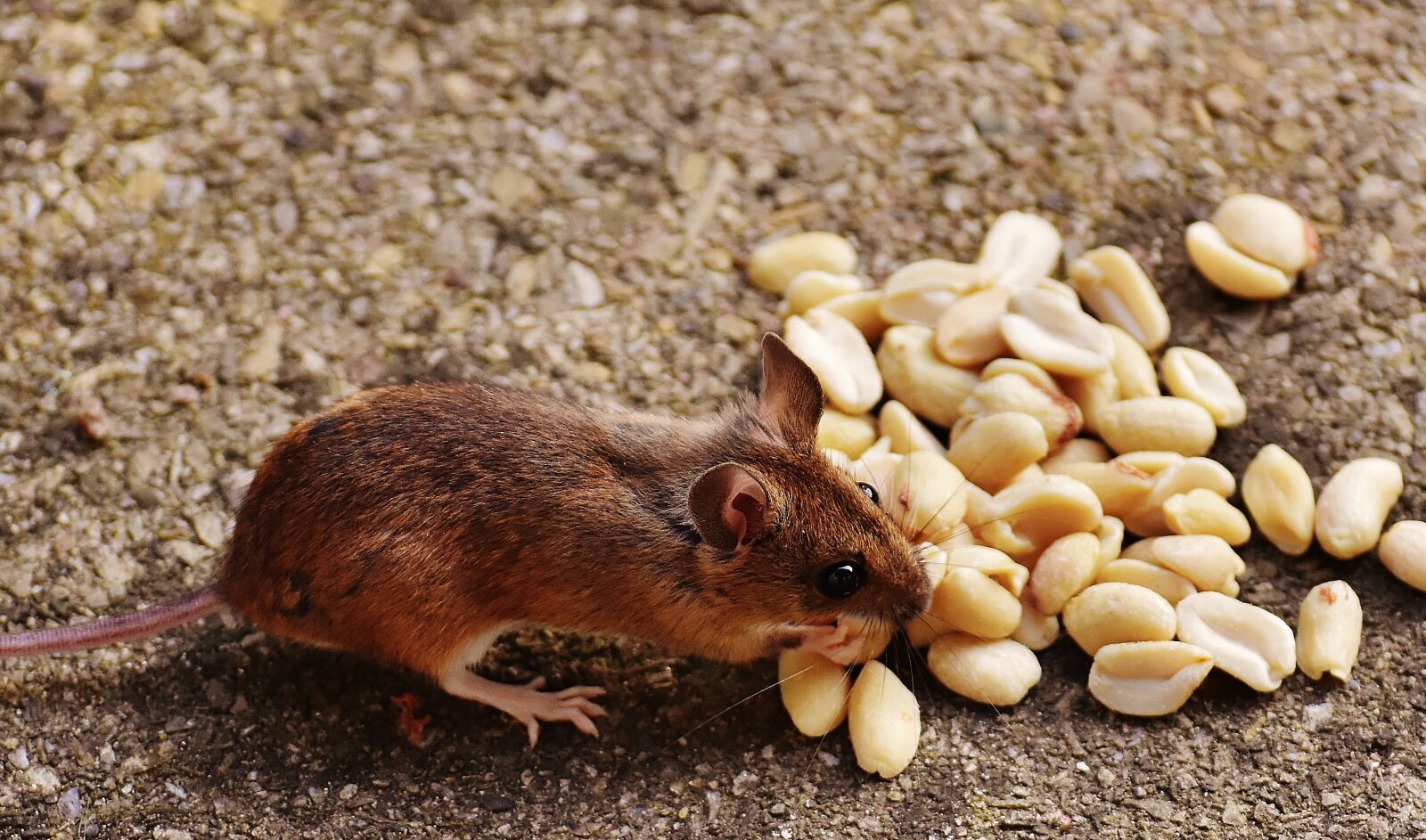 Nikon D7200 sample photo. Mouse, rodent, cute photography