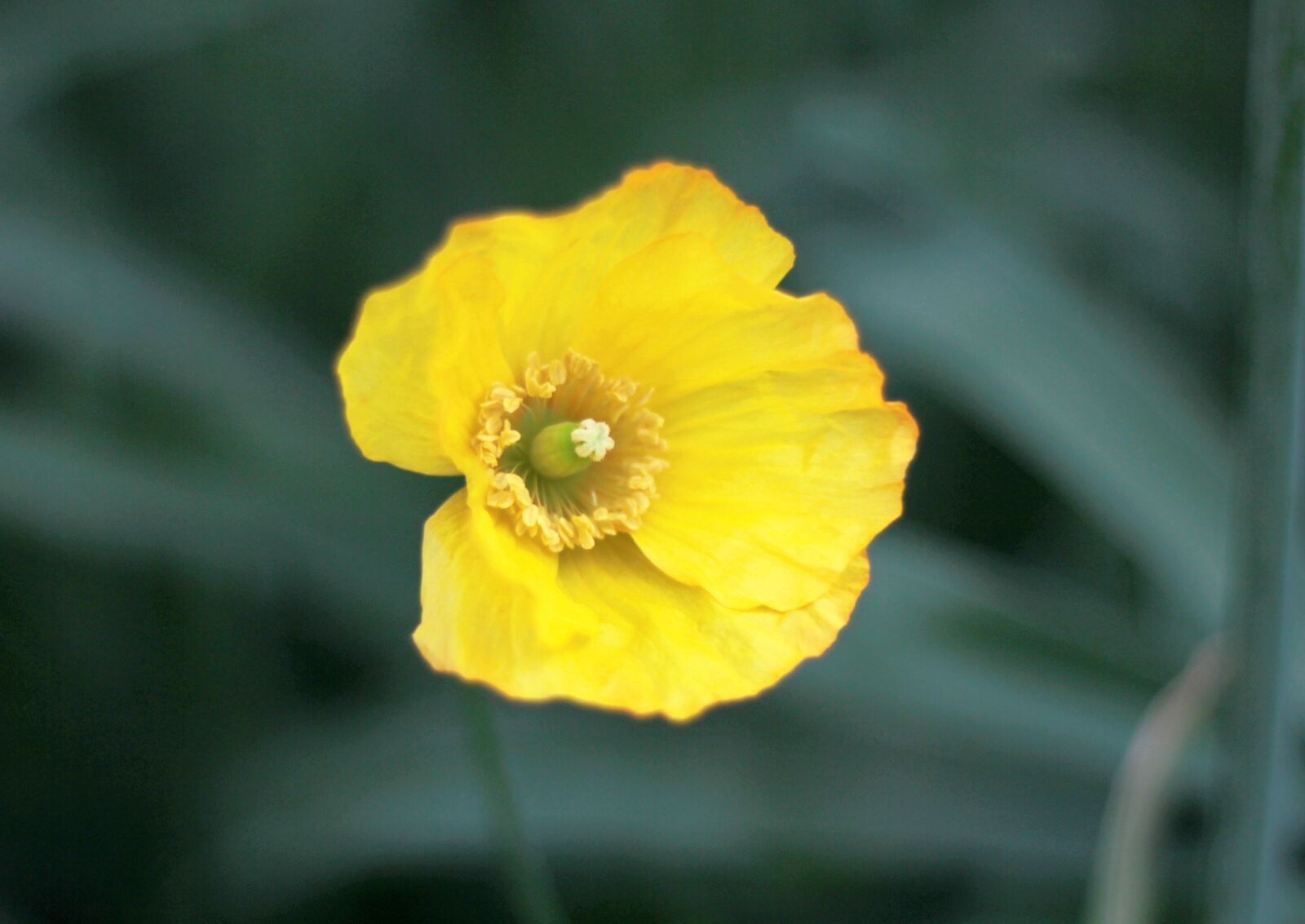 Canon EOS 600D (Rebel EOS T3i / EOS Kiss X5) + Canon EF 50mm F1.8 STM sample photo. Nightcap, yellow, spring photography