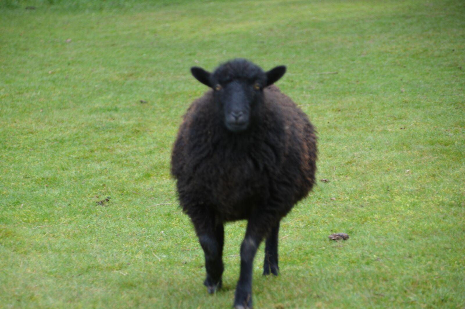 Nikon D3200 sample photo. Sheep, black, animal photography