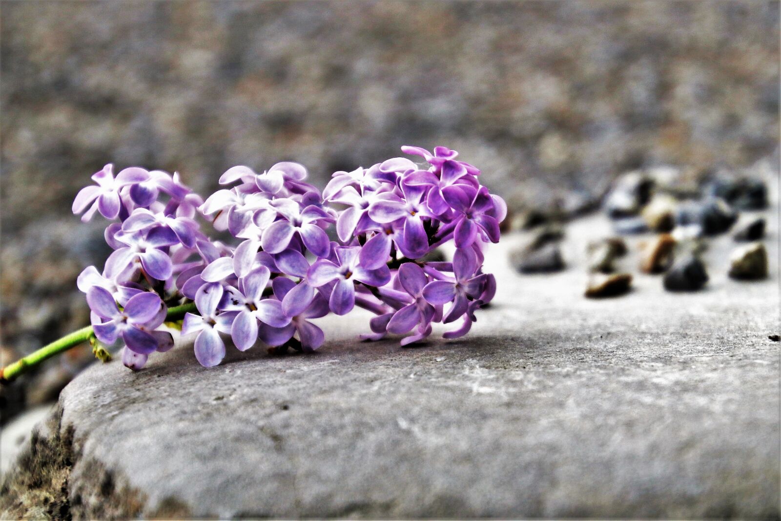 Canon EOS 80D sample photo. Lilac, flower, nature photography