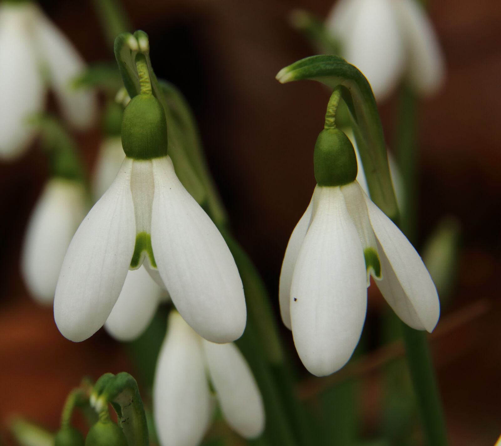 Canon EOS 80D sample photo. Snowdrop, flower, blossom photography