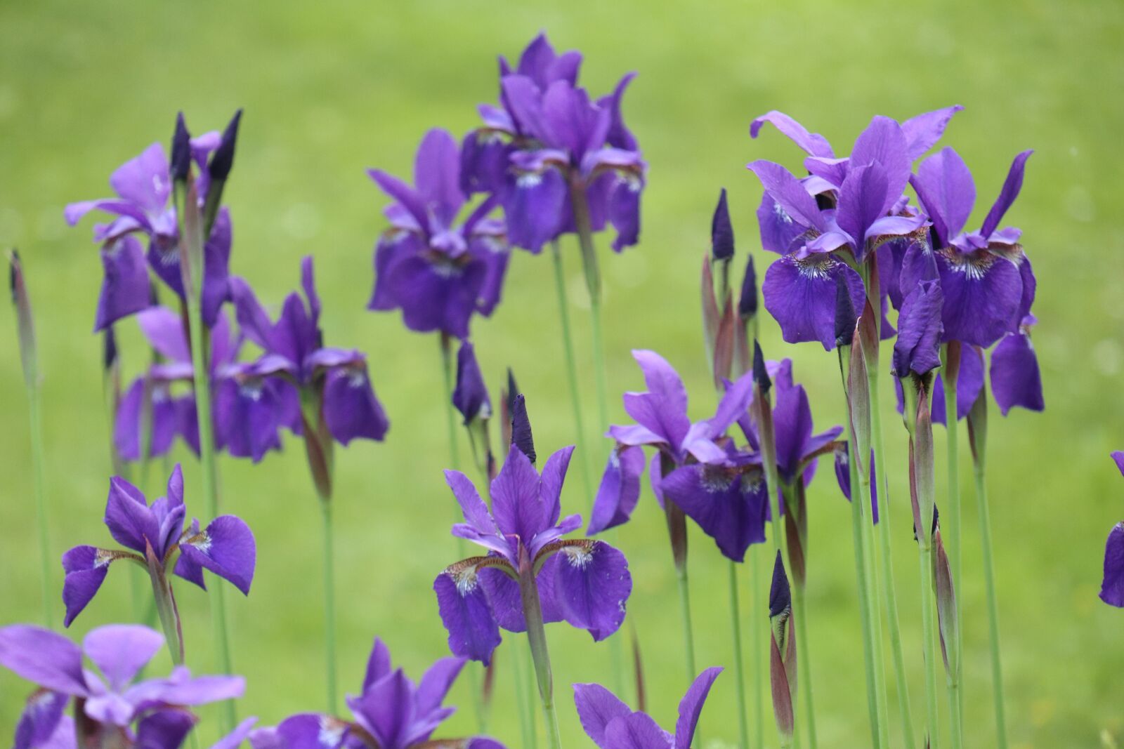 Canon EOS M6 sample photo. Spring, garden, flowers photography