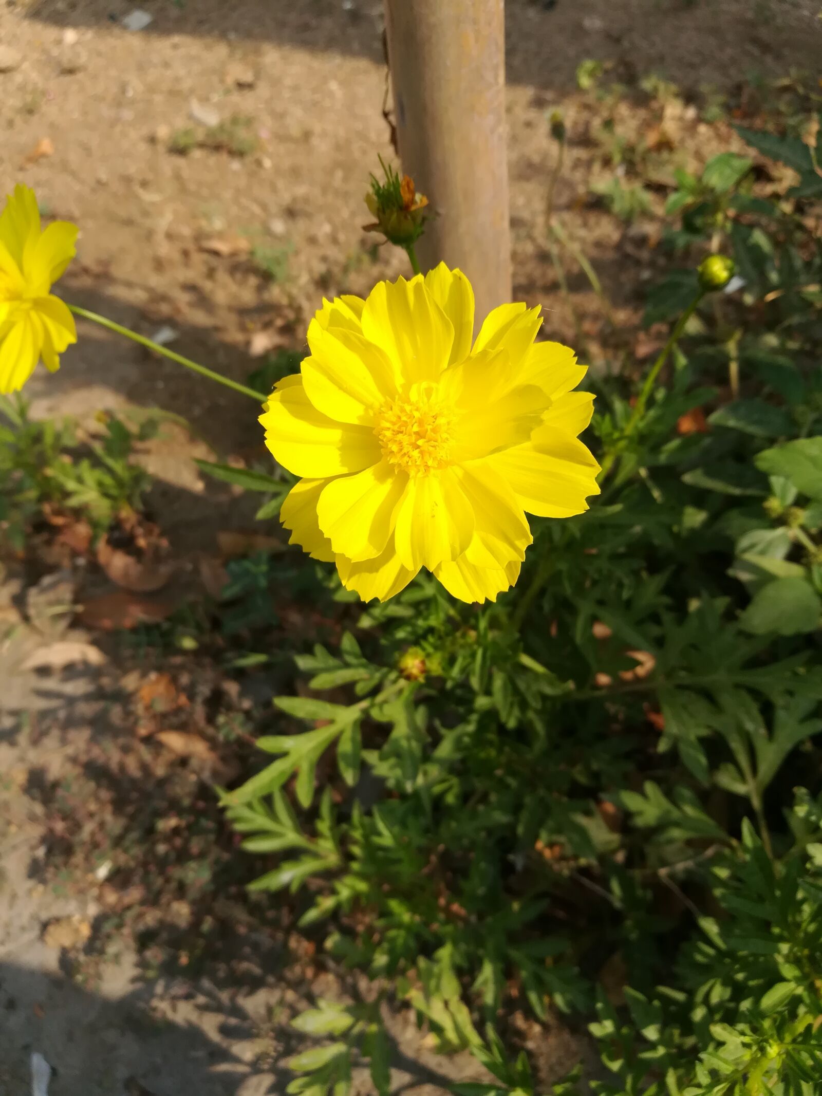 HUAWEI honor 6x sample photo. Yellow flower, blossom, nature photography