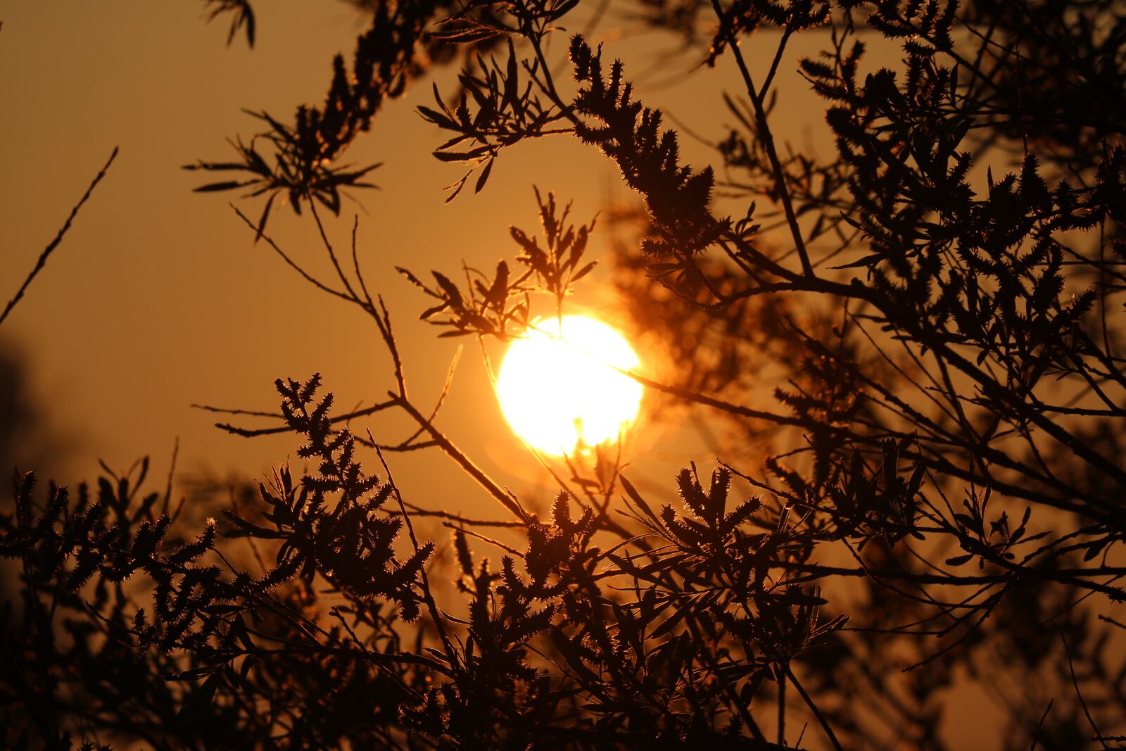 Canon EOS 750D (EOS Rebel T6i / EOS Kiss X8i) sample photo. Sun, morning, tree photography