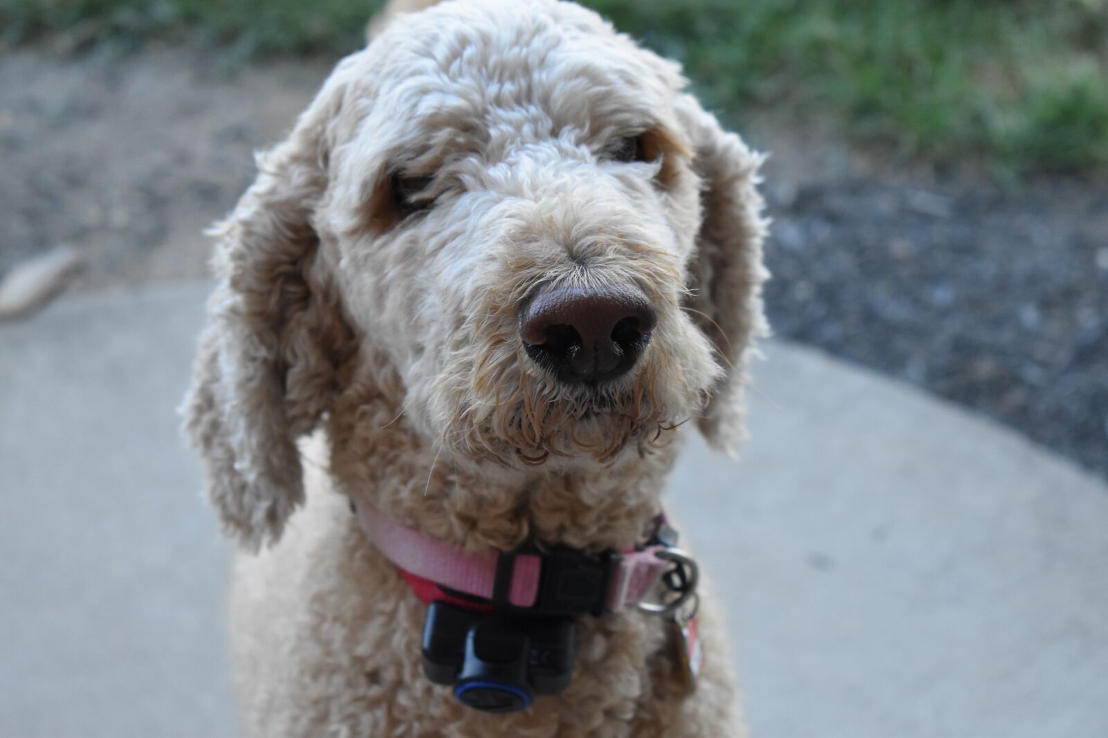Nikon D3500 sample photo. Dog, animal, nature photography