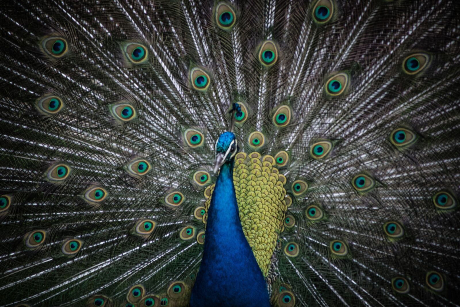 Nikon D5300 sample photo. Peacock, eye, nature photography