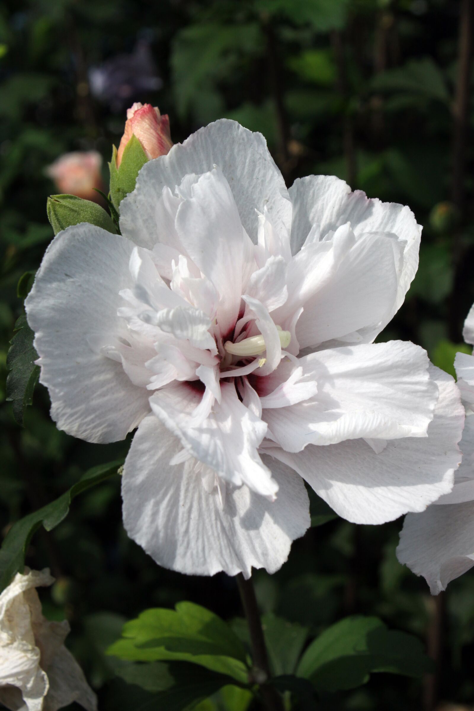 Canon EOS 50D sample photo. Rose of sharon, korea photography