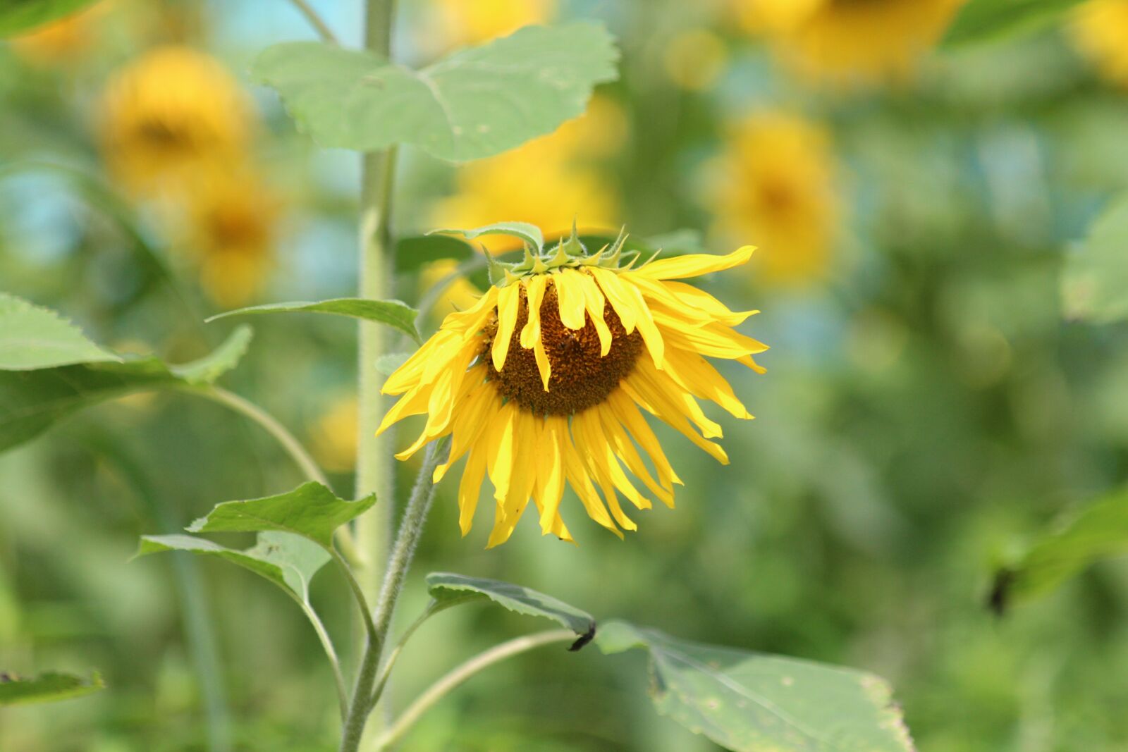 Canon EOS 650D (EOS Rebel T4i / EOS Kiss X6i) + Canon EF 70-300mm F4-5.6 IS USM sample photo. Sunflower, plant, flower photography