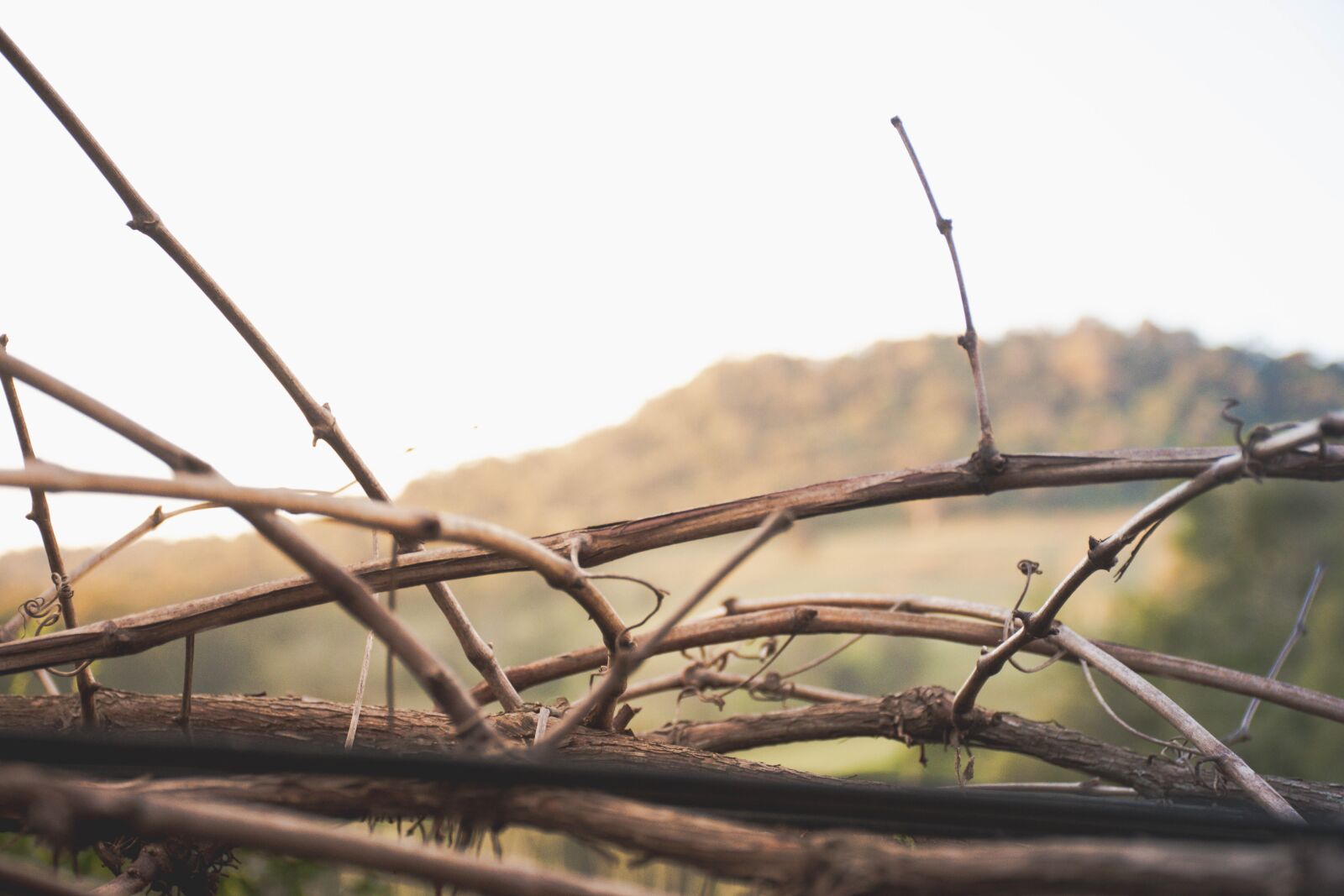 Nikon D7200 sample photo. Branches, hills, forest photography