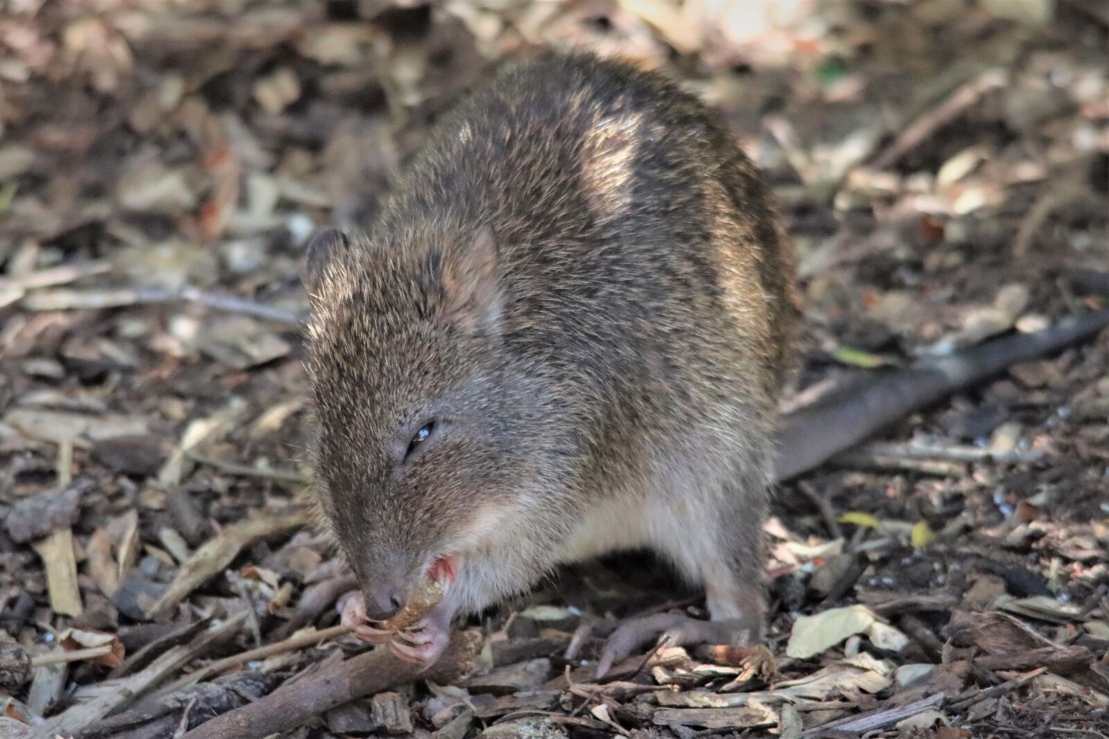 Canon EOS 90D sample photo. Australian, bandicoot, eating photography