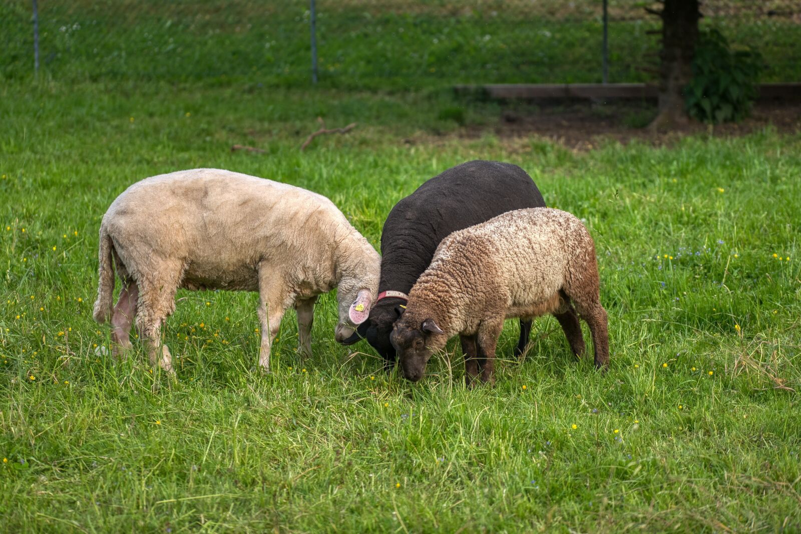 Nikon D750 sample photo. Sheep, three, trio photography