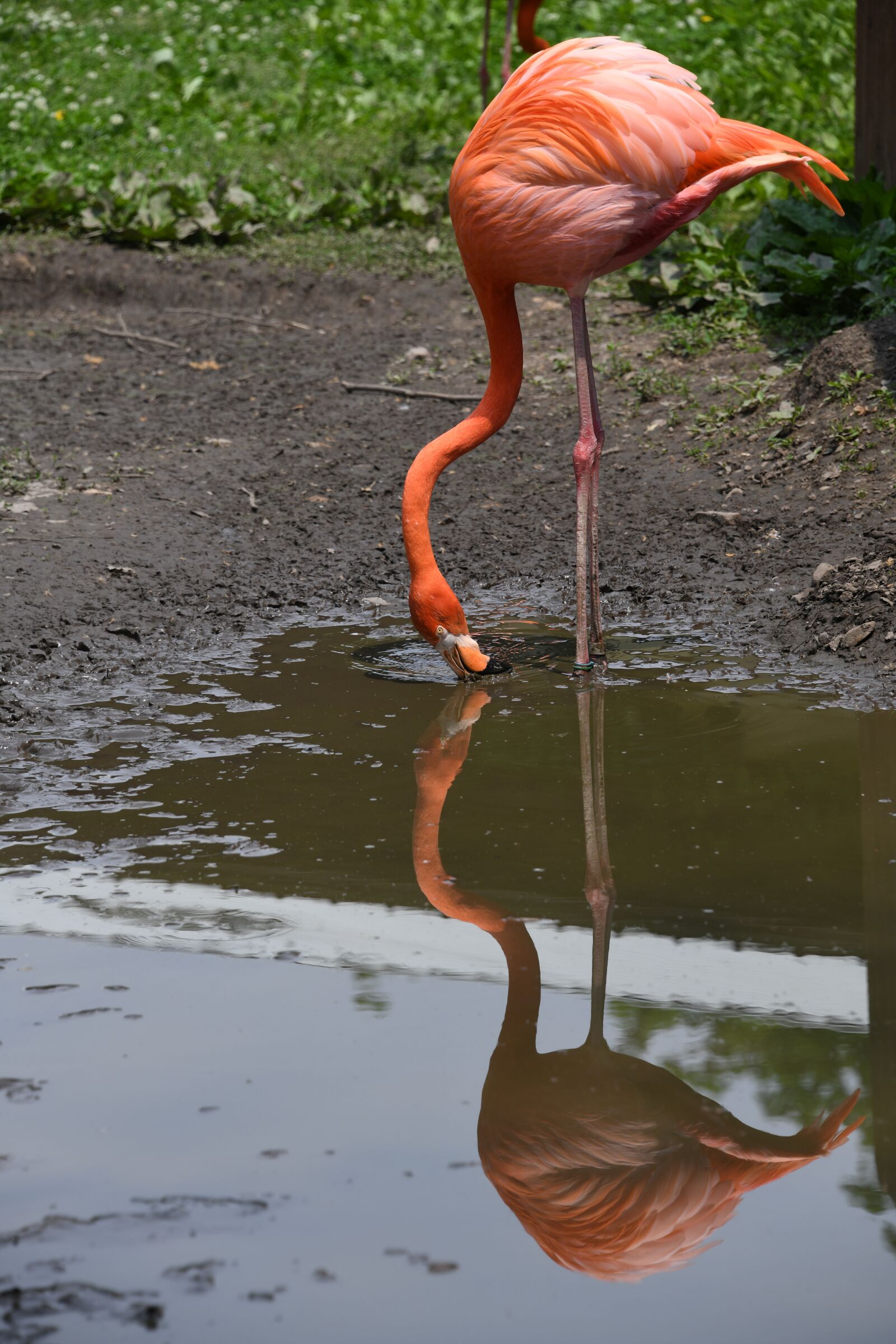 Nikon D850 sample photo. Flamingo, bird, zoo photography