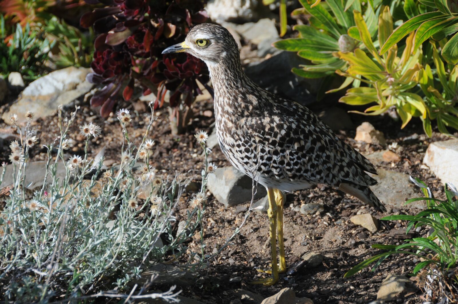 Nikon D300S sample photo. Bird, thick-knee, garden photography