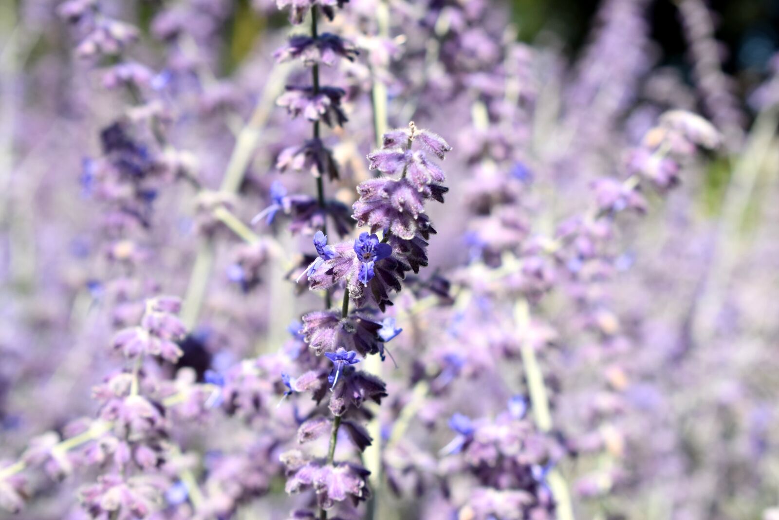 Nikon D3300 sample photo. Lavender, detail, macro photography
