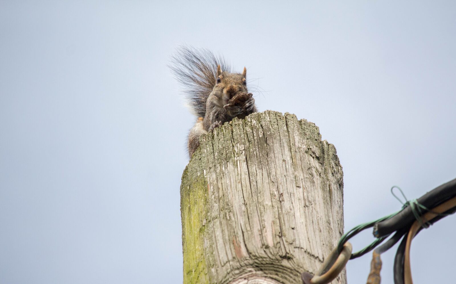 Canon EOS 700D (EOS Rebel T5i / EOS Kiss X7i) sample photo. Nature, sky, wildlife photography