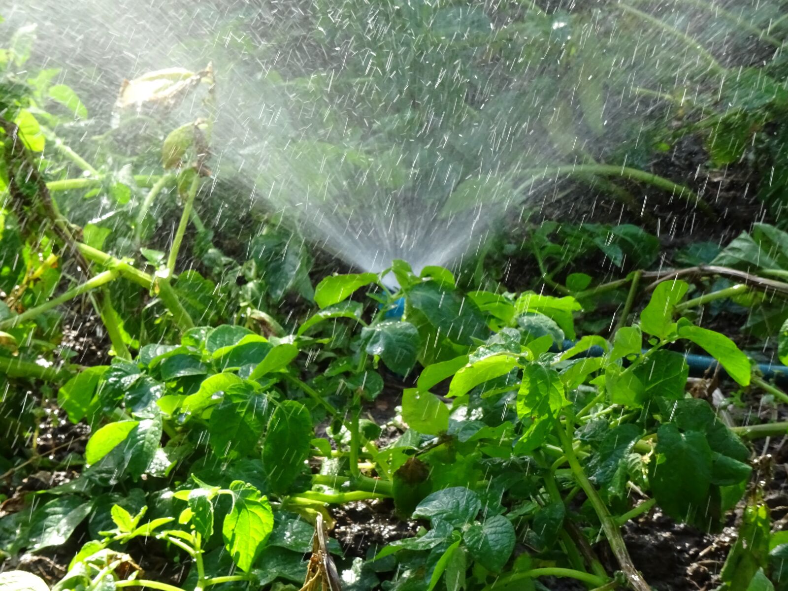 Sony DSC-HX60V sample photo. Lawn sprinkler, watering, water photography