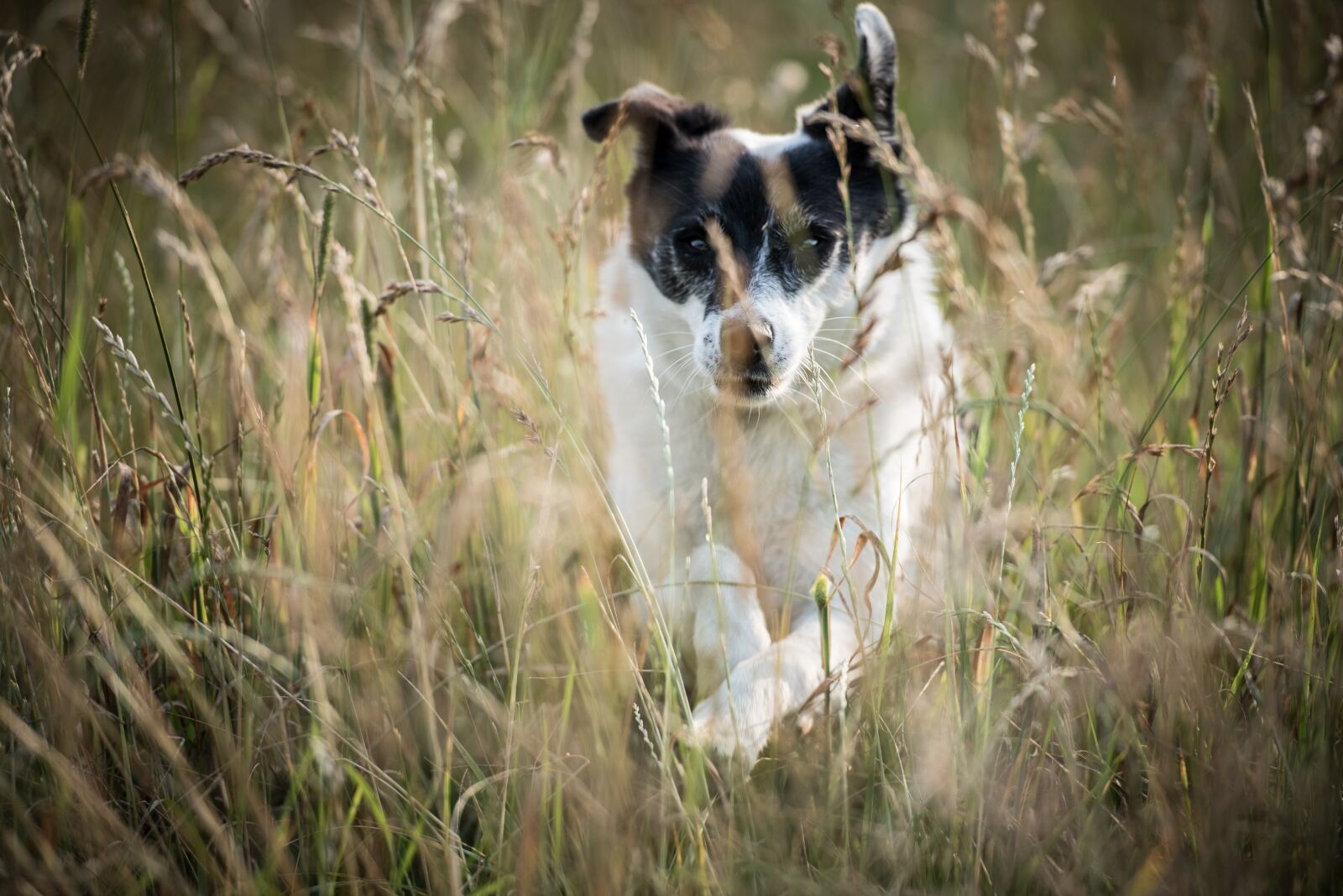 Nikon D750 sample photo. Animal, dog, cute photography