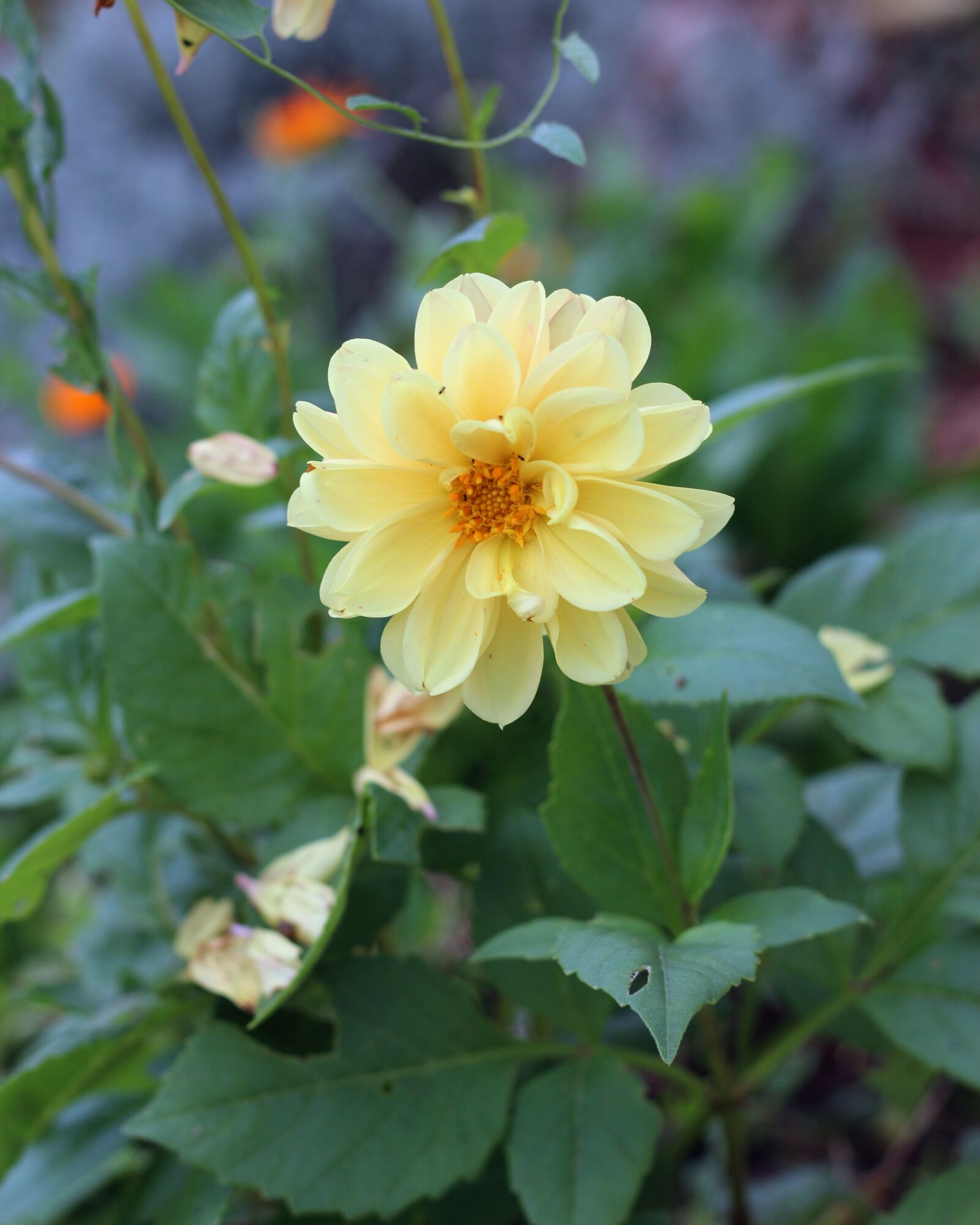 Canon EOS 700D (EOS Rebel T5i / EOS Kiss X7i) sample photo. Dahlia, yellow dahlia, flower photography