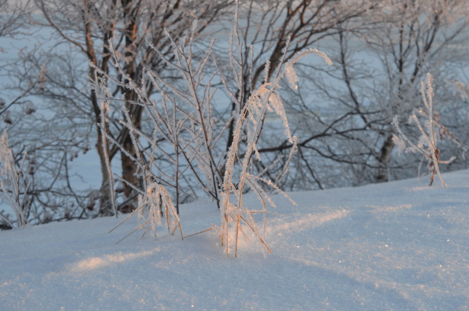 Nikon D3200 sample photo. Frost, winter, cold photography