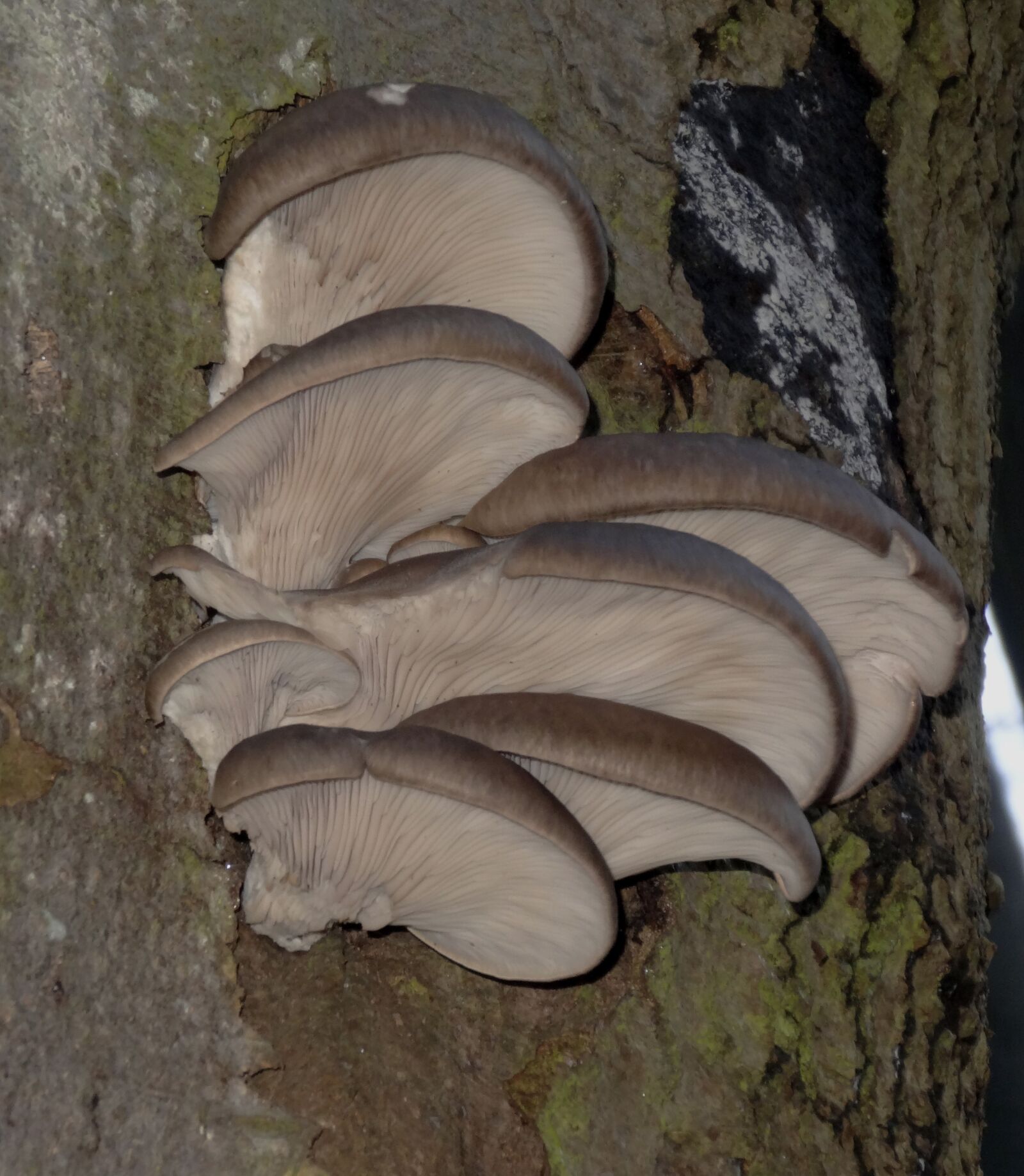 Sony Cyber-shot DSC-HX20V sample photo. Common, oyster mushroom, mushrooms photography