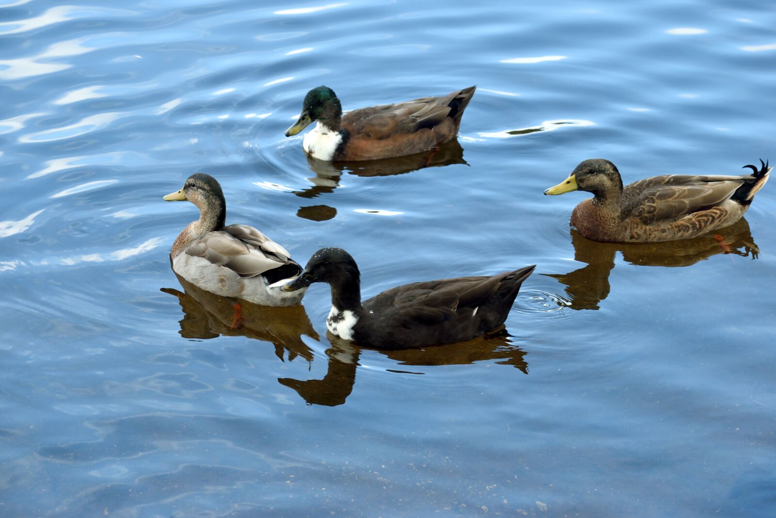 Nikon D3300 sample photo. Duck, wildlife, bird photography