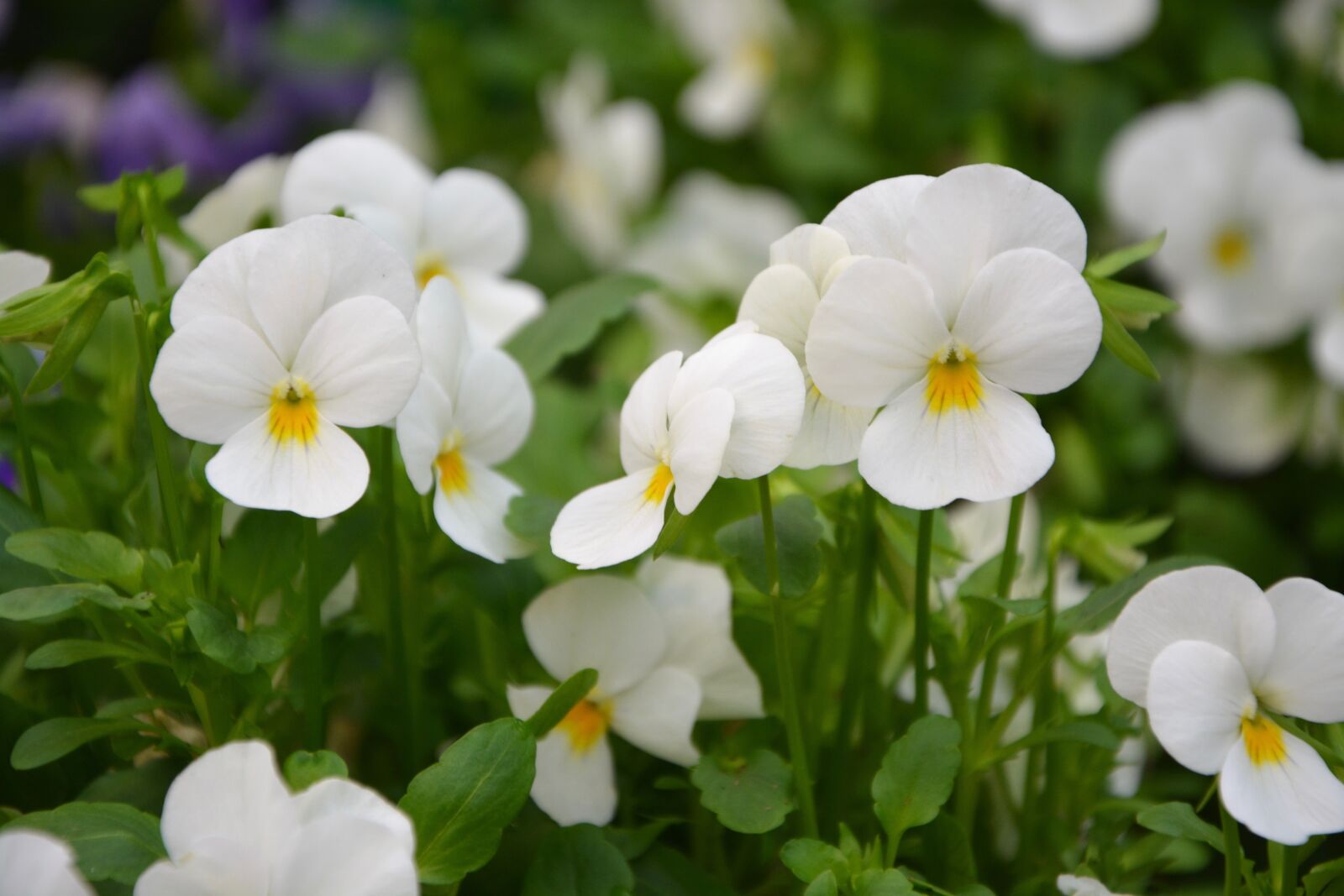 Nikon D5200 sample photo. White flowers, thoughts, parterre photography