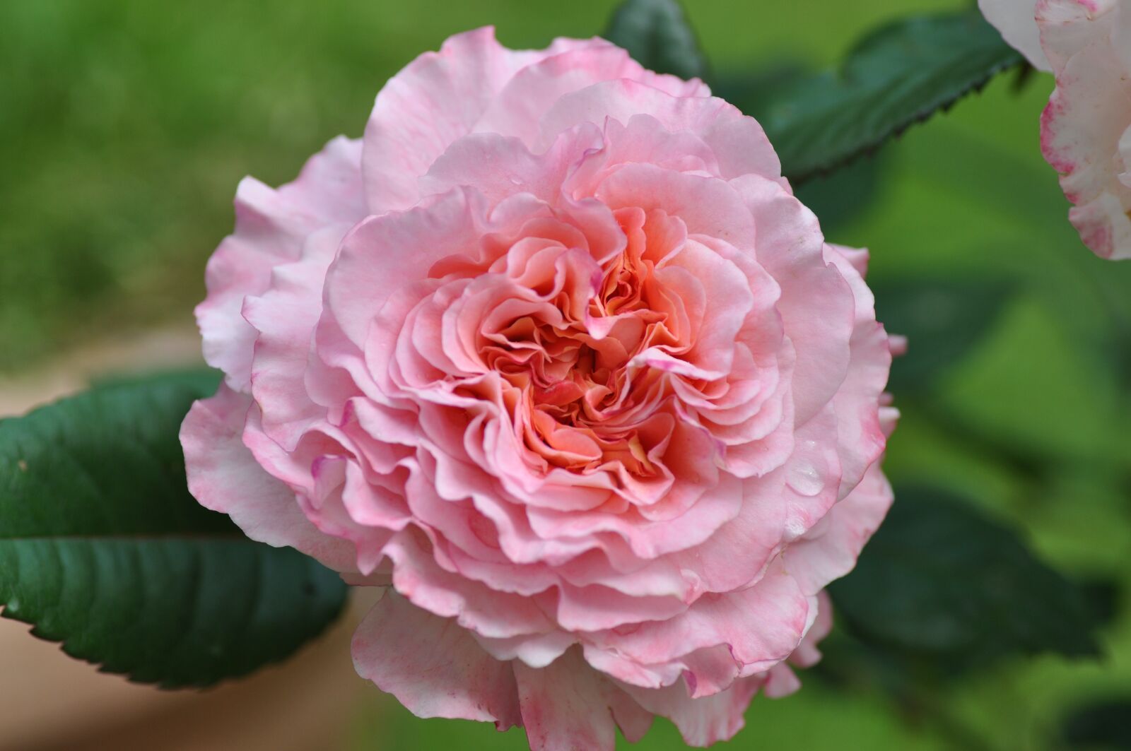 Nikon D5000 sample photo. Flower, nature, plant photography