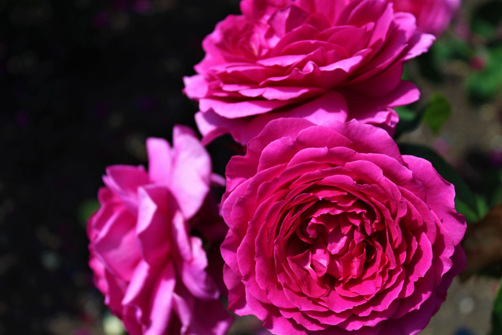 Canon EOS 1300D (EOS Rebel T6 / EOS Kiss X80) sample photo. Roses, flower, romantic photography
