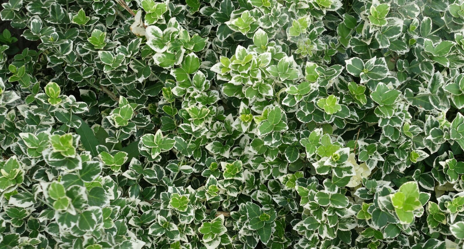 Sony Cyber-shot DSC-RX100 II sample photo. Plant, leaves, green photography