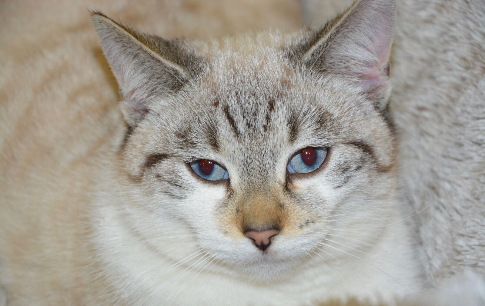 Nikon D5200 sample photo. Cat, young cat blue photography