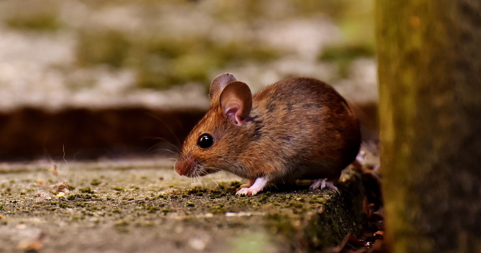 Nikon D7200 sample photo. Wood mouse, rodent, nager photography
