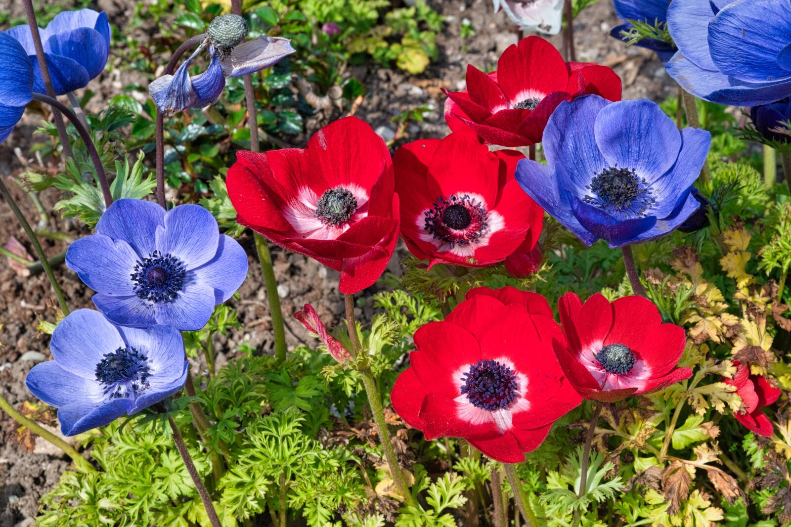 Nikon D7500 sample photo. Spring flowers, blossom, bloom photography