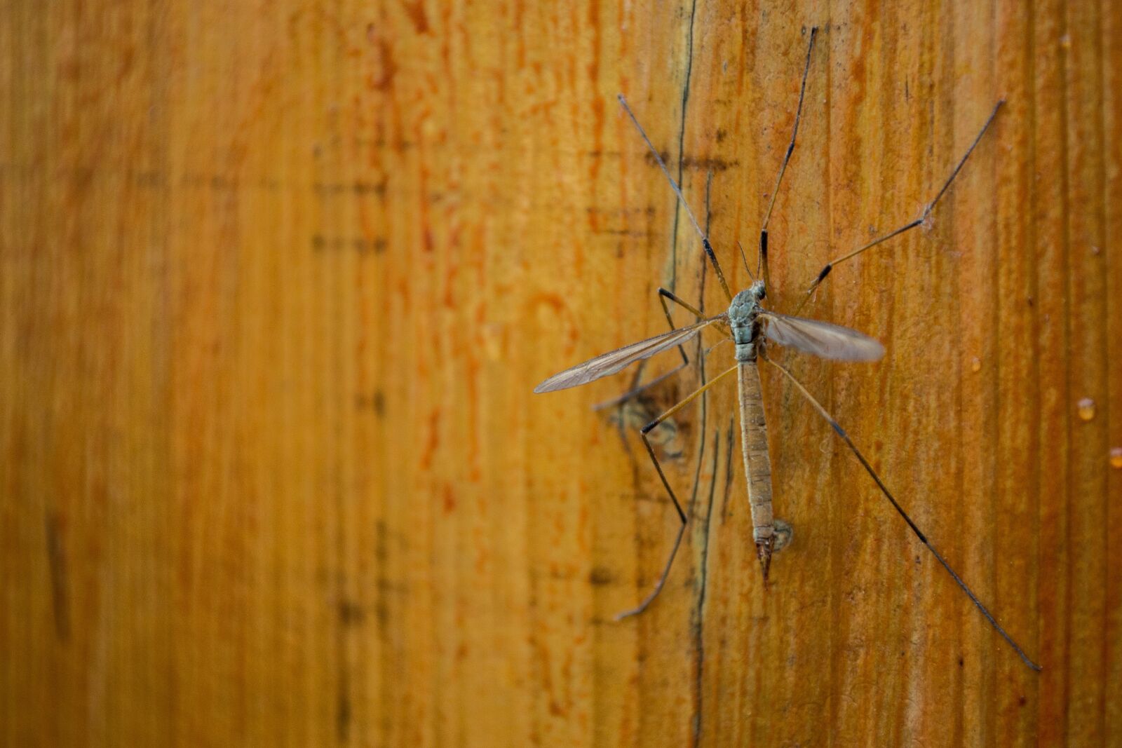 Nikon D3100 sample photo. Insect, flying, wood photography