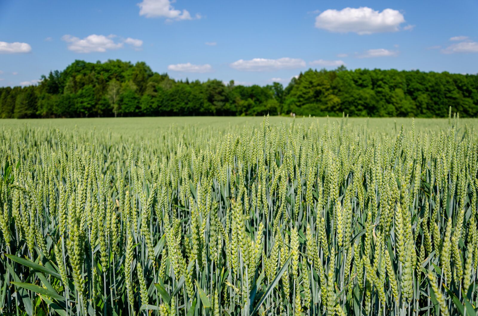 Nikon D5100 sample photo. Field, cereals, harvest photography