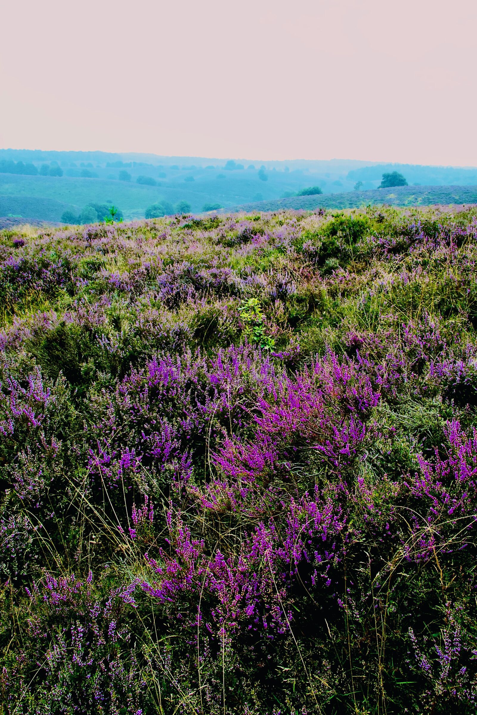 Canon EOS 30D sample photo. Heide, veluwe, nature photography