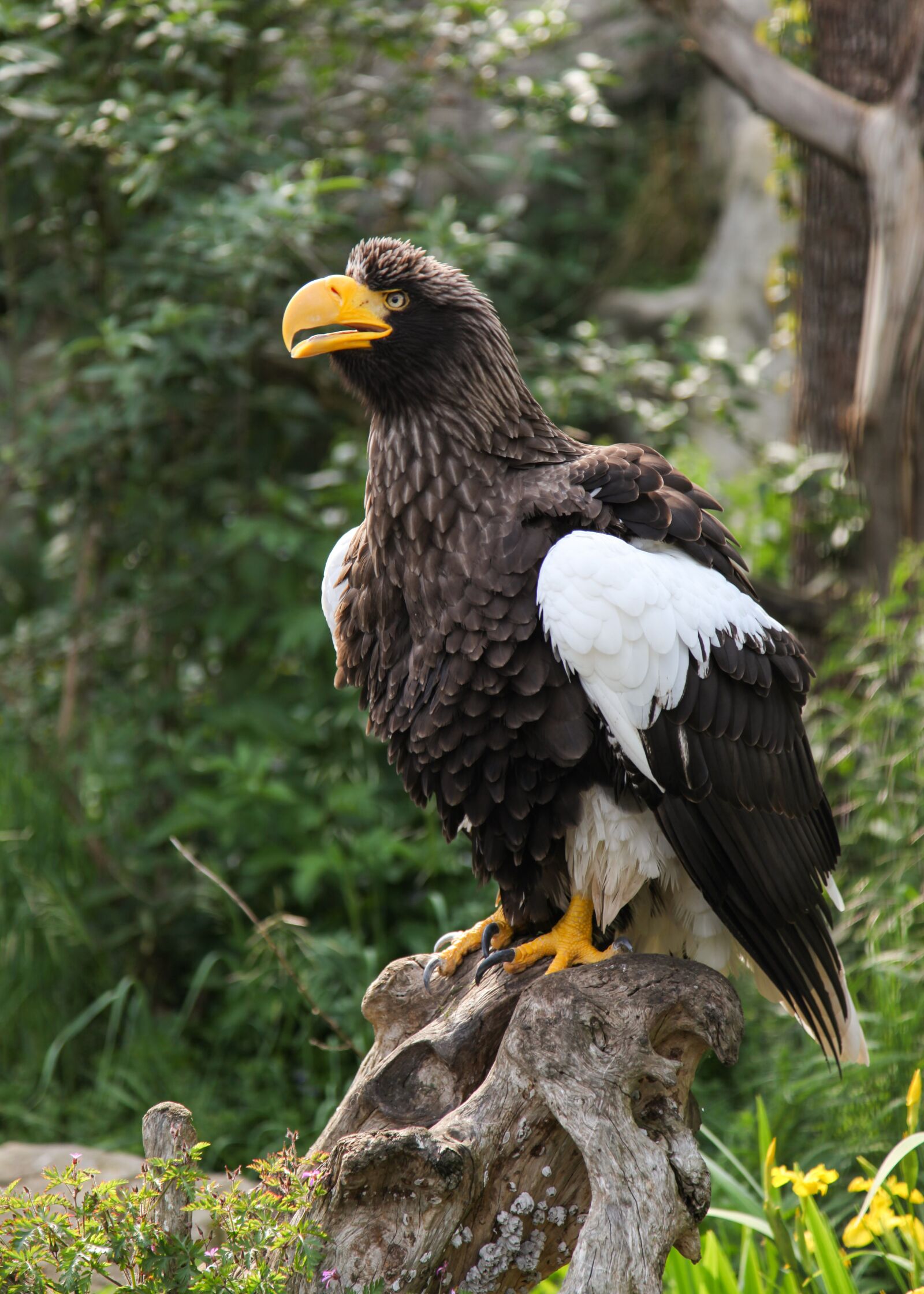 Canon EOS 5D Mark II sample photo. Giant eagle, adler, bird photography