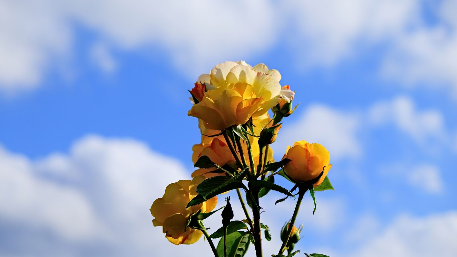 Fujifilm X-E2 sample photo. Sky, yellow, summer photography