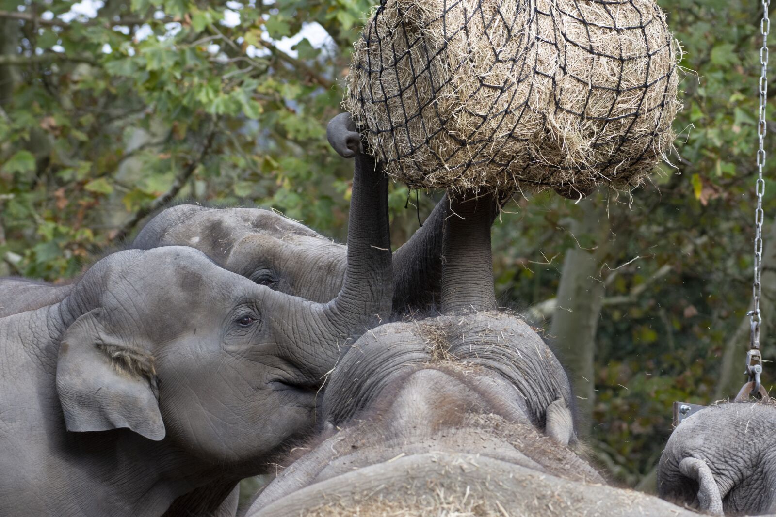 Nikon D7200 sample photo. Elephant, blijdorp, zoo photography