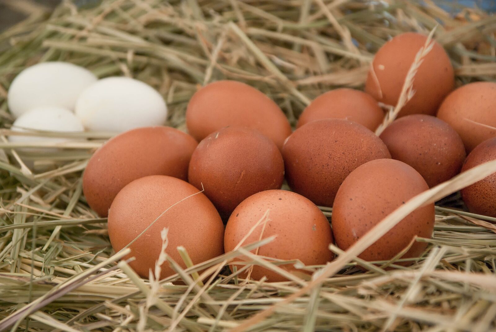 Pentax K10D sample photo. Eggs, hen, straw photography