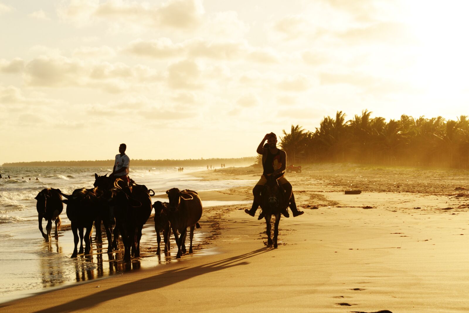 Nikon D610 sample photo. Animals, beach, nature photography