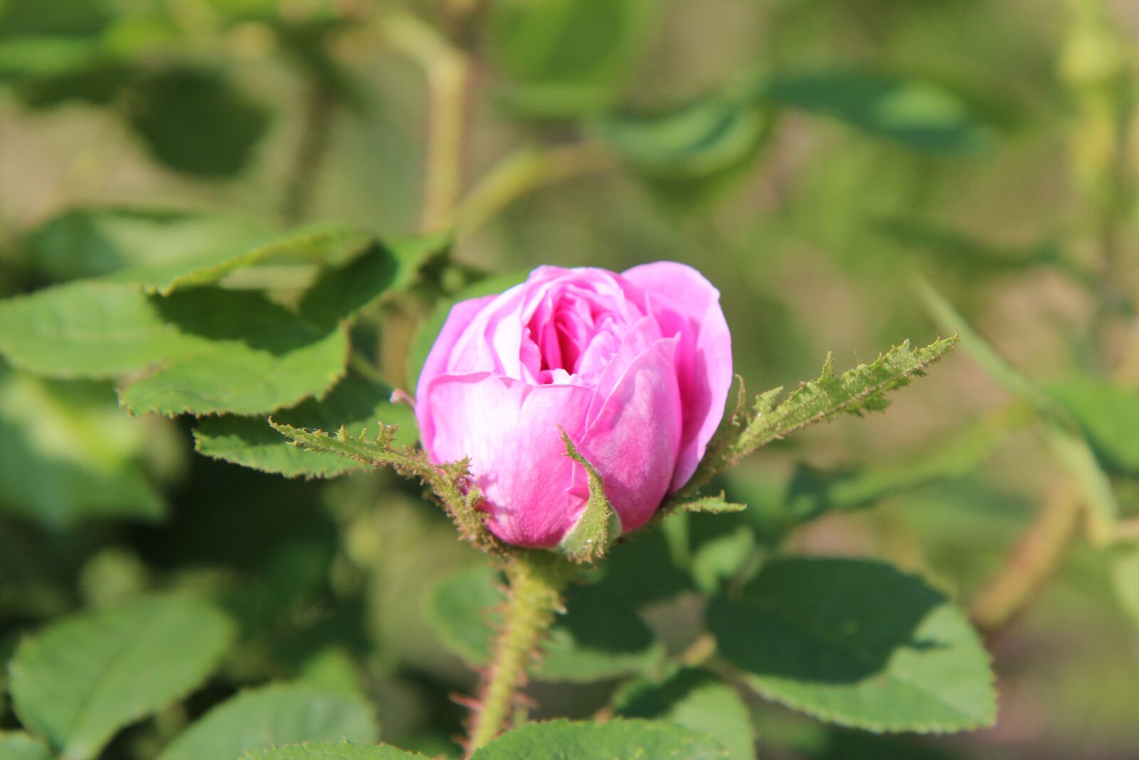 Canon EOS 600D (Rebel EOS T3i / EOS Kiss X5) sample photo. Pink, pink rose, roses photography