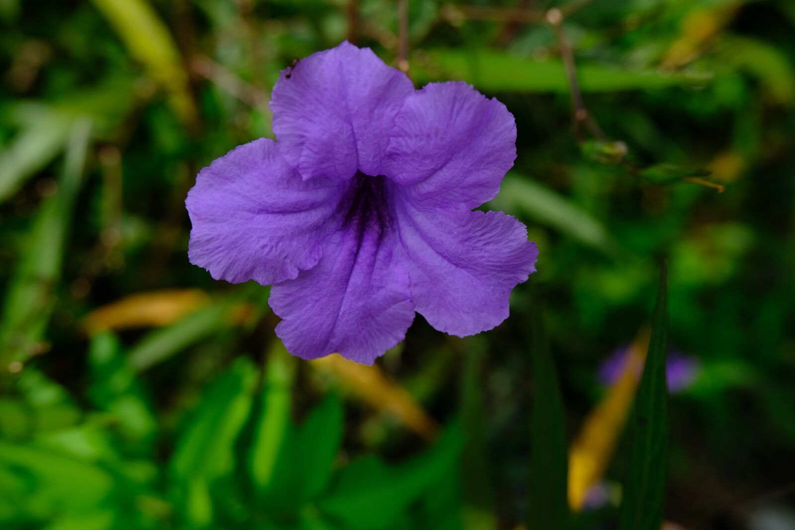 Fujifilm X-T30 sample photo. Flower, purple, bloom photography