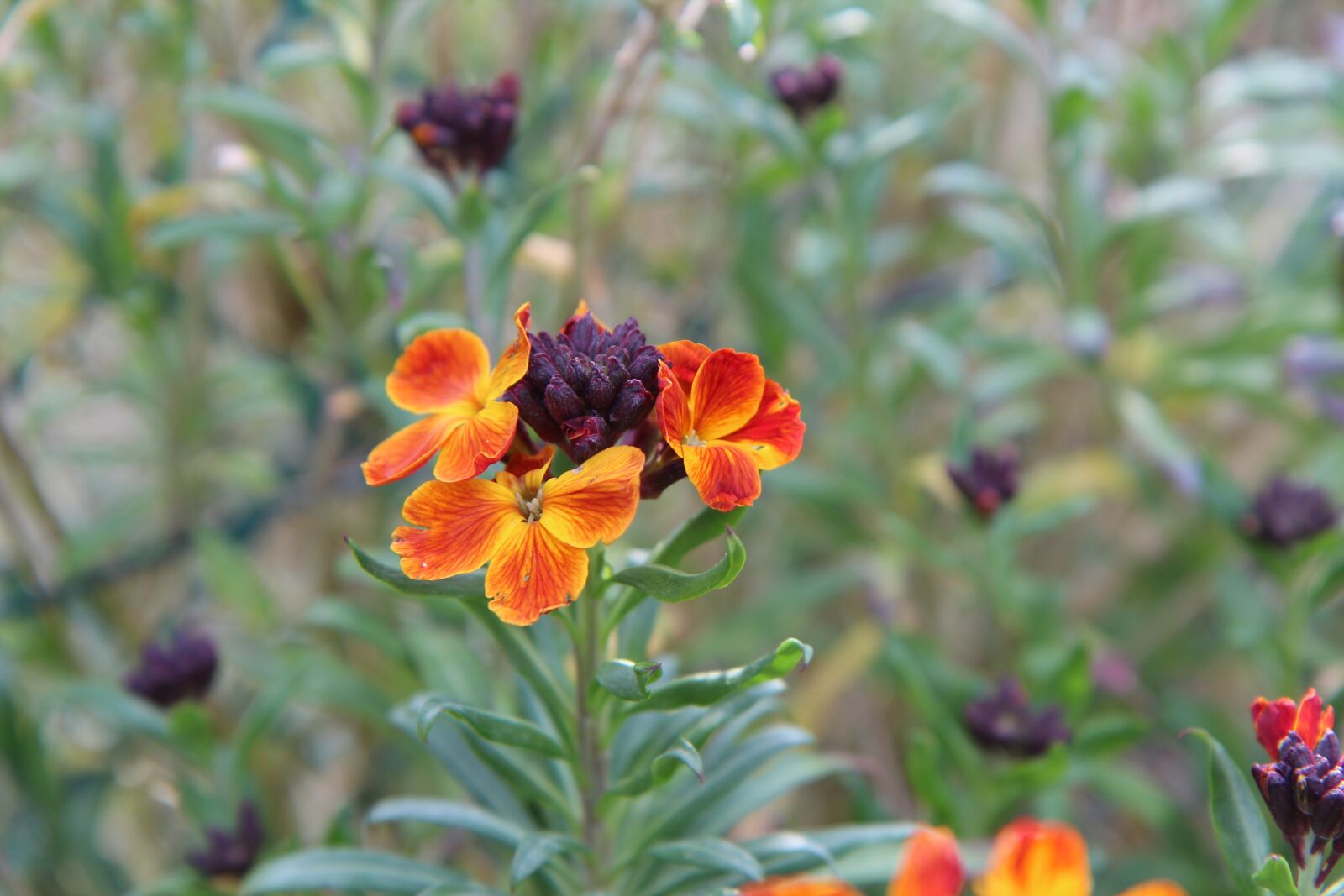 Canon EOS 600D (Rebel EOS T3i / EOS Kiss X5) sample photo. Wallflower, flowers, nature photography