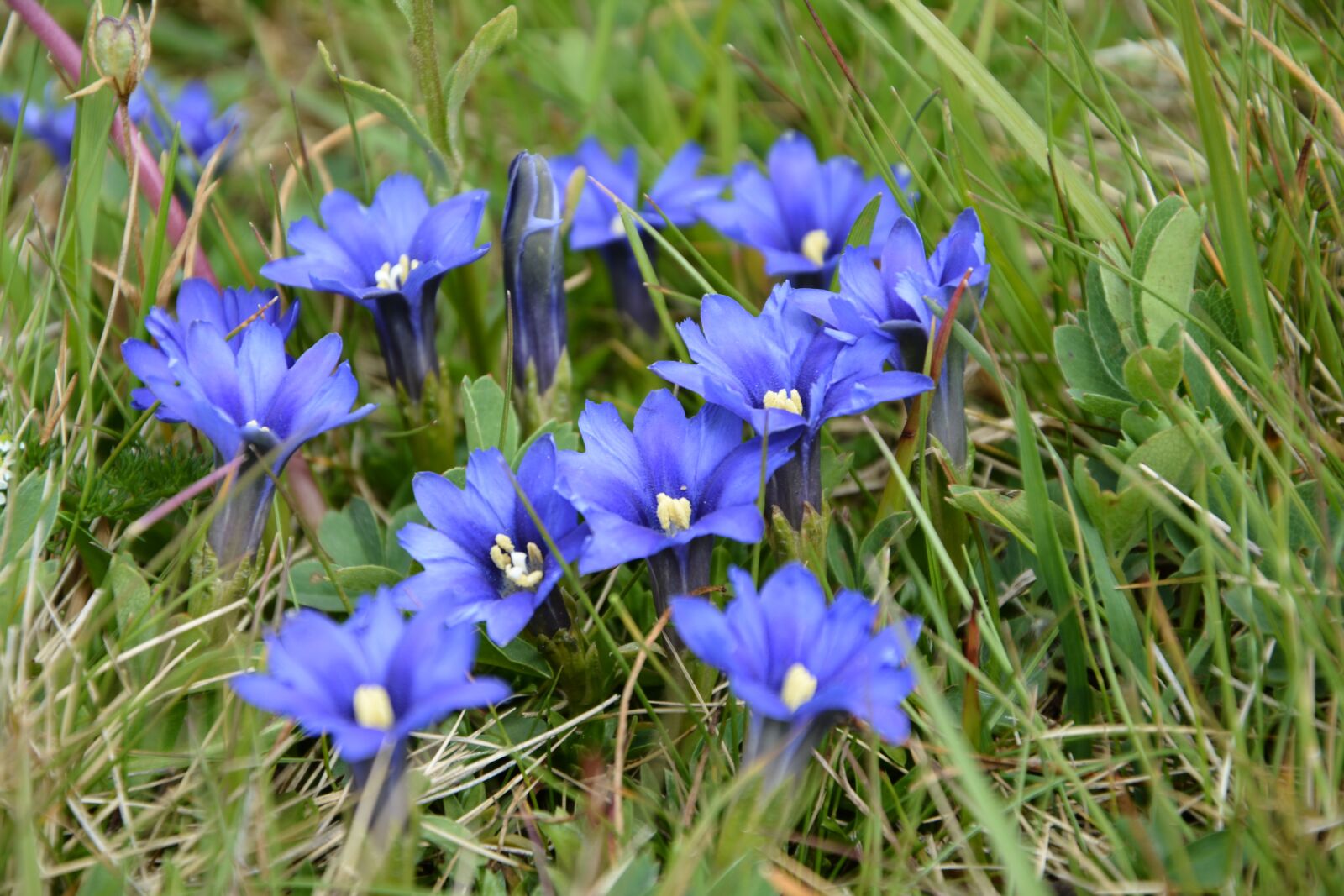 Nikon D7100 sample photo. Flower, nature, macro photography