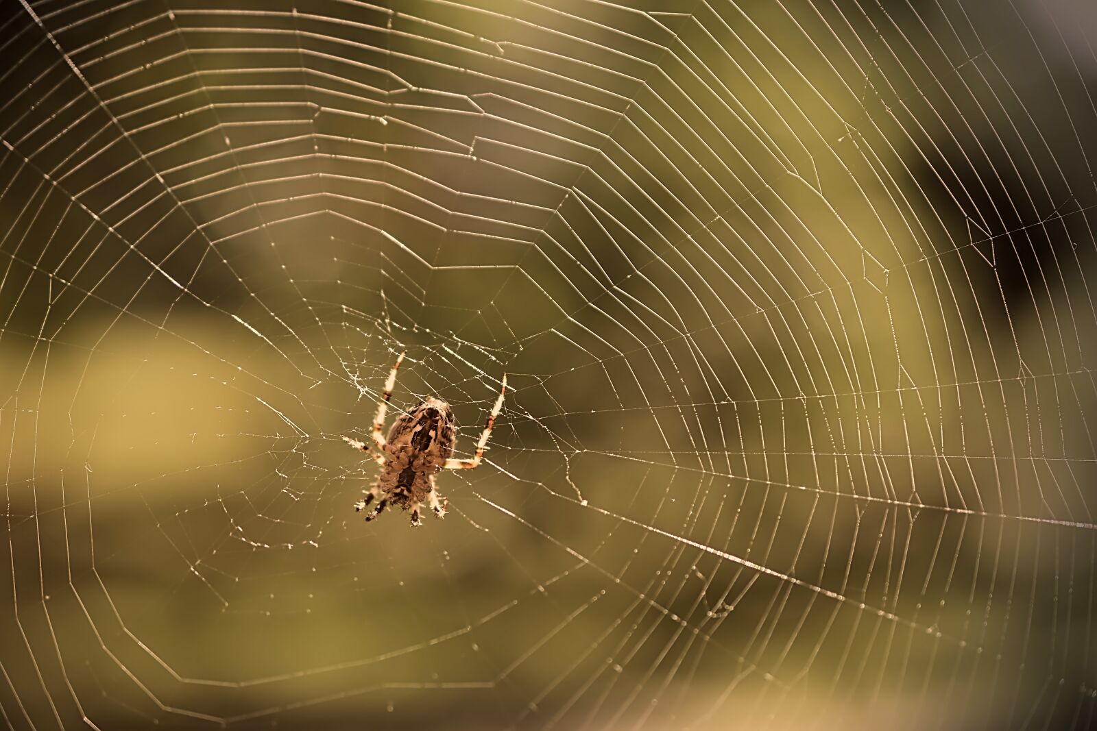 Nikon D5600 sample photo. Spider, araneus, web photography