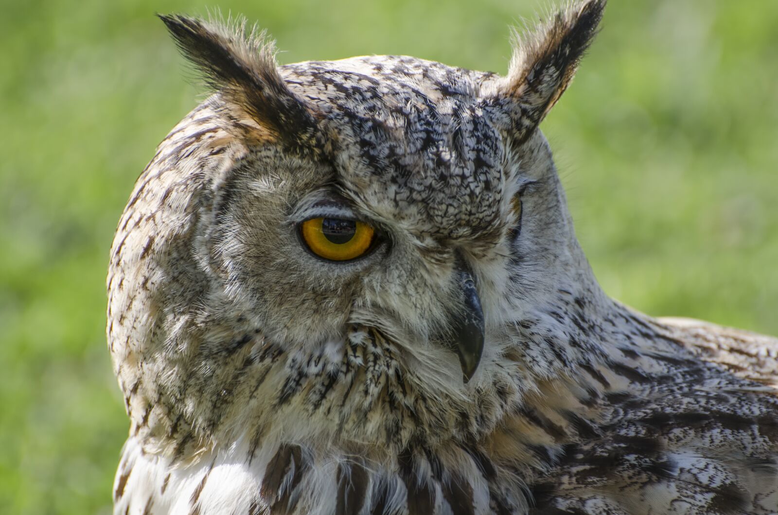Nikon D7000 sample photo. Owl, animal, animal portrait photography